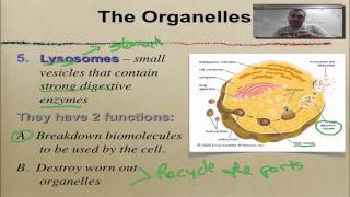 Chapter 7 Part 6 Golgi Lysosomes amp Vacuoles [upl. by Migeon372]