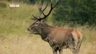 Las Montañas del Lobo  Nat Wild Geo Documentales en Español HD [upl. by Kosey41]