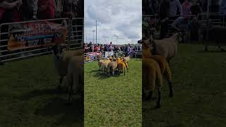 Sheep Ardara Agricultural and Industrial Show 2024 Ardara Co Donegal Ireland Ardarashow [upl. by Bois964]