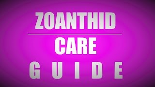 Zoanthid care guide beginners [upl. by Chrissy931]