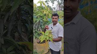 mango anthracnose disease solved trending fruiting tropicalfruit fruit mangofruit disease [upl. by Nlycaj]