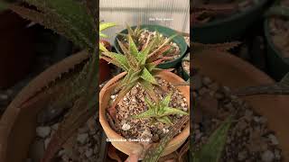 Gasteraloe ‘Green Gold’ amp Aloe ‘Park Avenue’ aloe succulents aloehybrid gasteria [upl. by Ettelohcin]