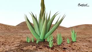 Digiclass DigiClass Digi Class Digi class Reproduction of Agave [upl. by Rakel]