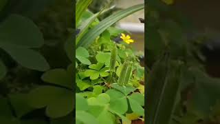 why oxalis plants fire their seeds oxalis plantsamazing science biology flora faunaviral [upl. by Eisnyl]