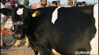 Holstein Friesian heifer cow competition ring at Livestock championship Jagraon [upl. by Yhtnomit]