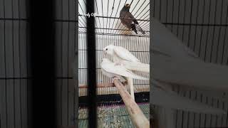 Cockatiel Mating  Cockatiel Mating Sounds Shorts Youtubshorts [upl. by Ottilie370]