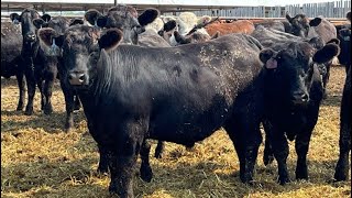 Brandt Boys Beef amp Grain  950 Steers  195 Head Tolstoi MB [upl. by Claiborne]