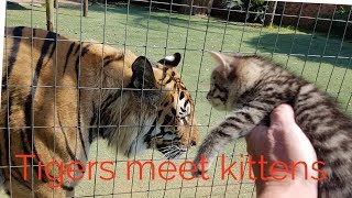 Tigers reaction to the kittens [upl. by Laryssa]