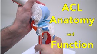 Anterior Cruciate Ligament ACL  Anatomy and Function [upl. by Fawna]