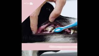 Comment brosser les dents de son chien [upl. by Ladiv47]