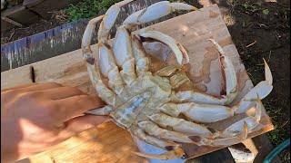 Opening day for Dungeness crab in Bodega Bay California on November 2 2024 catch and cook [upl. by Scoles]