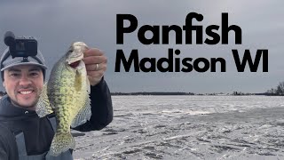 ICE FISHING  PANFISH  MADISON WI  2023 [upl. by Inoliel]