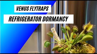 Venus Flytrap Care  Refrigerator Dormancy Method [upl. by Sidnee]