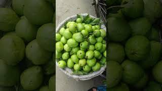 Kushtia r kg Guava per kg 60 Taka only [upl. by Asiled]