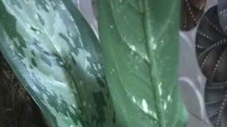 Essence of Nature is liveAglaonema Silver Queen Plant or often known as Chinese Evergreen [upl. by Adlaremse]