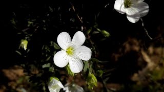 Arenaria montana Mountain sandwort [upl. by Mide]