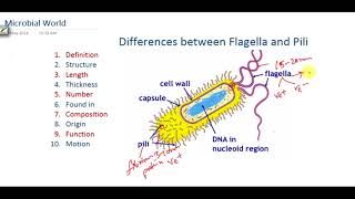 Difference between bacterial Flagella and Pili [upl. by Nivrac611]