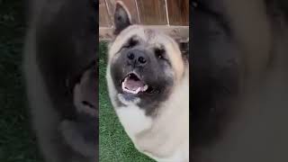 American Akita Dog 101Watch This Before Getting One 🚨 shorts [upl. by Amil]