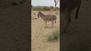 A donkey with its buddy animals donkeyvillage funnyanimal ytshortsvideo funny donkey [upl. by Einnol]