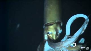 Giant Squid Caught on Tape for First Time for Discovery Channels Monster Squid The Giant Is Real [upl. by Osterhus]