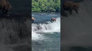 Katmai National Park Alaska 🐻 kamai nationalparks alaska [upl. by Cornew373]