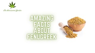 Amazing Facts about Fenugreek  Weight loss  Diabetes control  Retain metabolism  Injury Healing [upl. by Solakcin338]