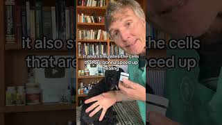 Dog or Cat in pain Do you want to naturally speed healing Try Comfrey [upl. by Libys607]