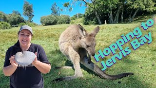 Hopping to Jervis bay  Episode 23 [upl. by Haodnanehs]