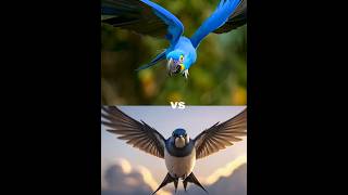 Hyacinth macaw vs swallow vs  Eagle snow owl owl vampire bat pigeon [upl. by Yelkreb]