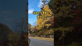 집순이의 단풍놀이단양 구인사 [upl. by Anrak]