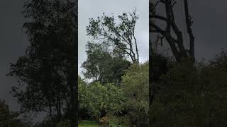 Dismantling an Ash with Ash dieback arborist treesurgeon treeworker chainsaw treeclimbing [upl. by Ailsun]