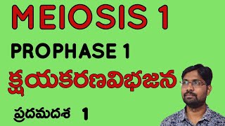 Prophase 1 meiosis Bhaskars biology [upl. by Crompton322]