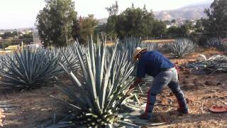 Demonstration of Harvesting an Agave Plant at Sauza [upl. by Datha]