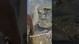 Big Long Nose Gar Release Wow shorts fishing gar giantfish catchandrelease epicvideo [upl. by Duky]