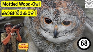 Mottled Wood Owl  Kalan Kozhy  Thachan Kozhy  Netoolan  Netilan  Strix ocellata  കാലൻകോഴി [upl. by Attenreb]