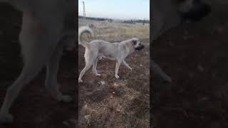 kangaldog doggerel dog doglover subscribe aboneol [upl. by Aelram]