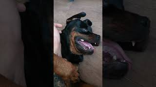 ротвейлер rottweiler как мы играем 😈 [upl. by Singh247]