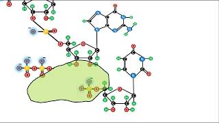 Bioquímica  Ácidos Nucleicos  El enlace fosfodiéster [upl. by Hploda970]