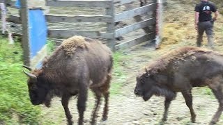 Release of 18 European bison in the Romanian Carpathians [upl. by Katheryn769]