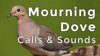 Mourning Dove Calls and Sounds 2024  The THREE noises these birds make [upl. by Castillo29]