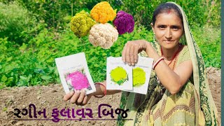 રગીન ફુલાવર બિજ Colorful Cauliflower SeedsGujarati Lifestyle VlogsTK Family Vlogs [upl. by Jamnes83]