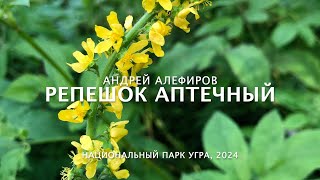 Репешок аптечный Алефиров АН [upl. by Angid]