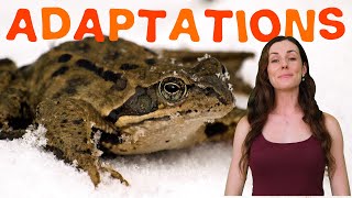 ADAPTATIONS GCSE Biology 91  Combined Science Revision amp Qs [upl. by Candis]