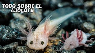 Ambystoma mexicanum  Todo sobre el AJOLOTEAXOLOTE Cuidados y Alimentación  AcuariosLP [upl. by Brufsky]