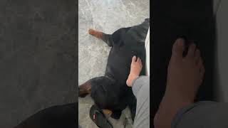 Foot Massage rottweiler shorts viralshort viralshort fypシ゚ shortsviral reels pets puppy [upl. by Inafetse]