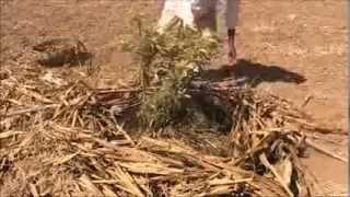 Mulching Techniques Kannada BAIF Karnataka [upl. by Enahs853]