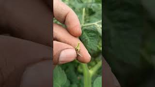 Daño por hongo botrytis en el cultivo de tomate tomate [upl. by Akiehsal526]