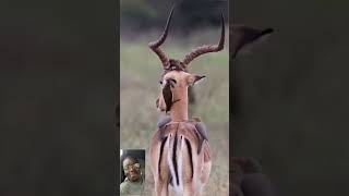 WHEN OXPECKER ENJOYING FROM THE ANTELOPE [upl. by Iretak]