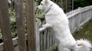 Maremma Sheepdog [upl. by Naga]