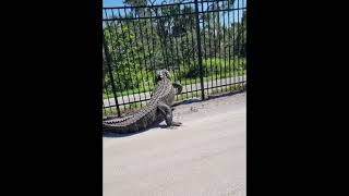 Massive Alligator Breaks Through A Metal Fence Like Its Nothing At A Florida Golf Course [upl. by Seena]